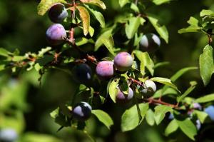 Blackthorne Sour